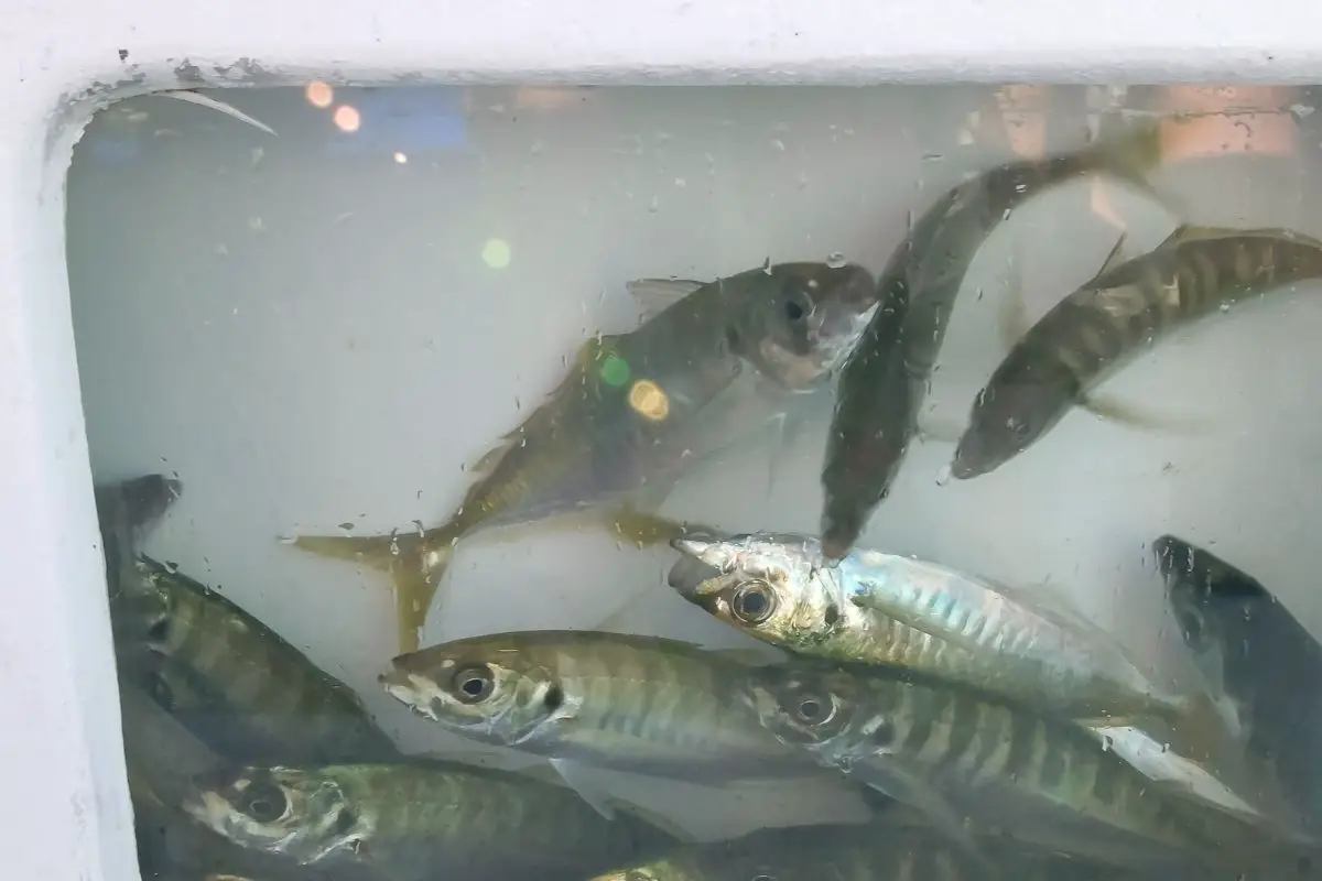 How Does a Bass Tracker Livewell Work? (Understanding the Mechanics) Just Houseboats